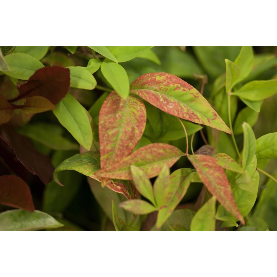 Nandina Domestica Firepower Himmelsbambus Rot, Pflanzen für dich - Bild 2