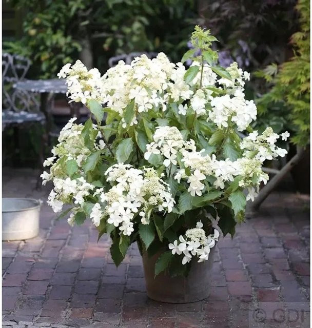 Rispenhortensie Levana Hydrangea paniculata weiß, Höhe: 80-100 cm - Bild 1