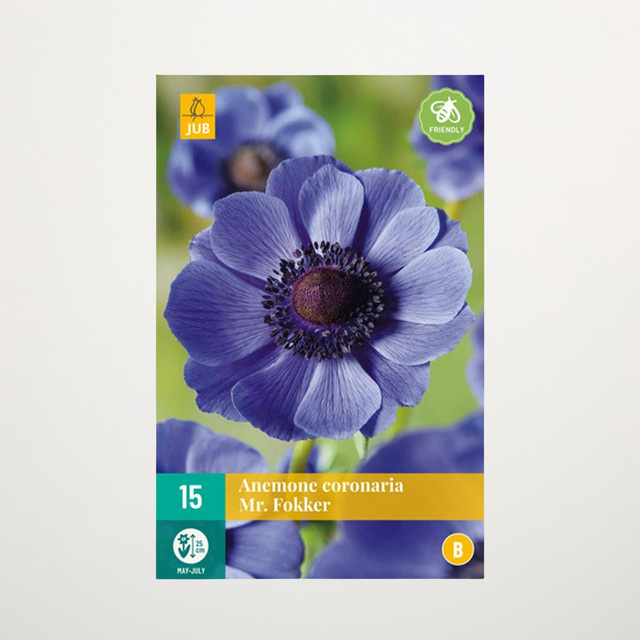 Anemone Mr. Fokker Blumenzwiebeln von BLUME2000, 15 Knollen - Bild 1