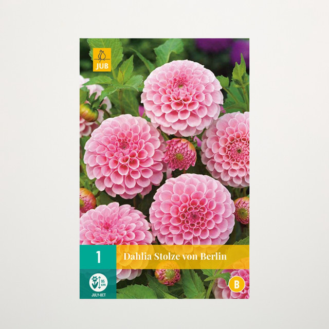 Pompon-Dahlie Stolze von Berlin Knolle von BLUME2000 - Bild 1