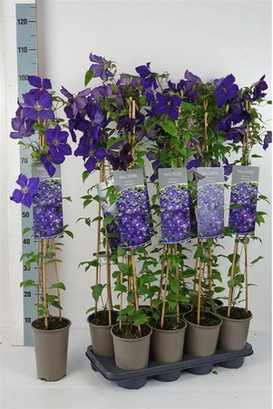 Clematis Hybride Jackmanii Waldrebe Violett von Pflanzen für dich
