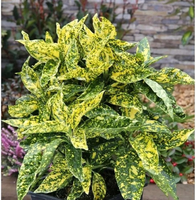 Japanische Golddurststrauch Aucuba japonica gelb, Höhe: 80-100 cm - Bild 1
