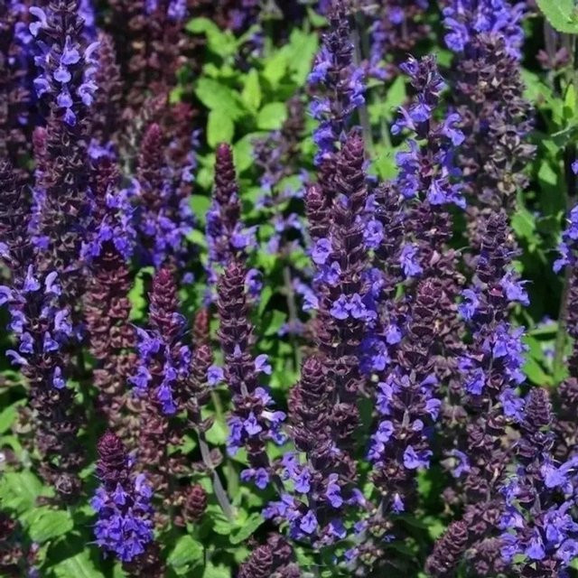Salvia nemorosa Salbei Sensation Compact Deep Blue Blaufarben/Violett als mehrjährige Staude für Staudenbeete, Steingärten und als Schnittblume - Bild 1