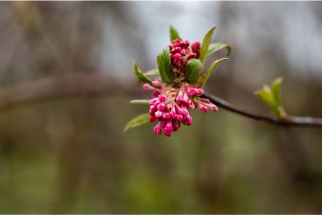 Viburnum Bodnantense Dawn Duft-Schneeball mit rosa Blüten für den Garten, Höhe: 80–100 cm - Bild 1