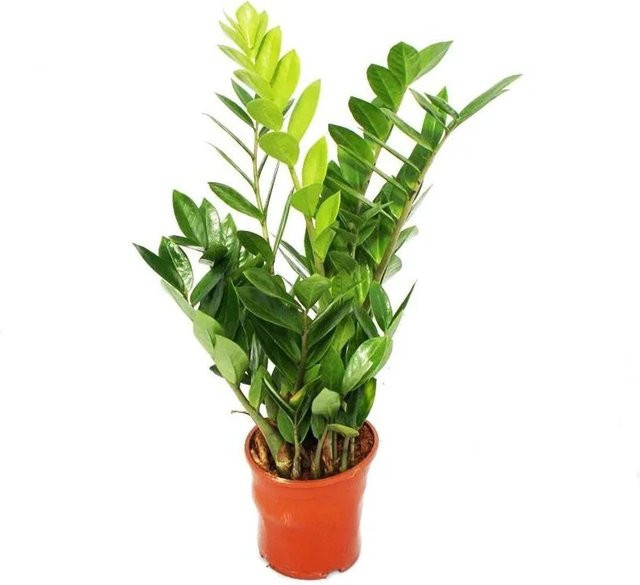 Exotenherz Zamioculcas zamiifolia Zimmerpflanze in grünem Kunststofftopf 14 cm - Bild 1