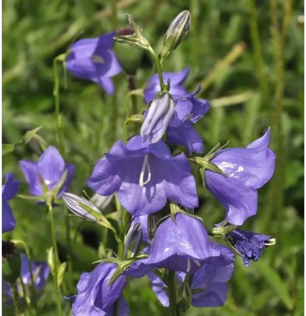 Pfirsichblütige Glockenblume Azure Beauty Campanula Persicifolia Blaue Staude für Naturgarten und Bauerngarten - Bild 1