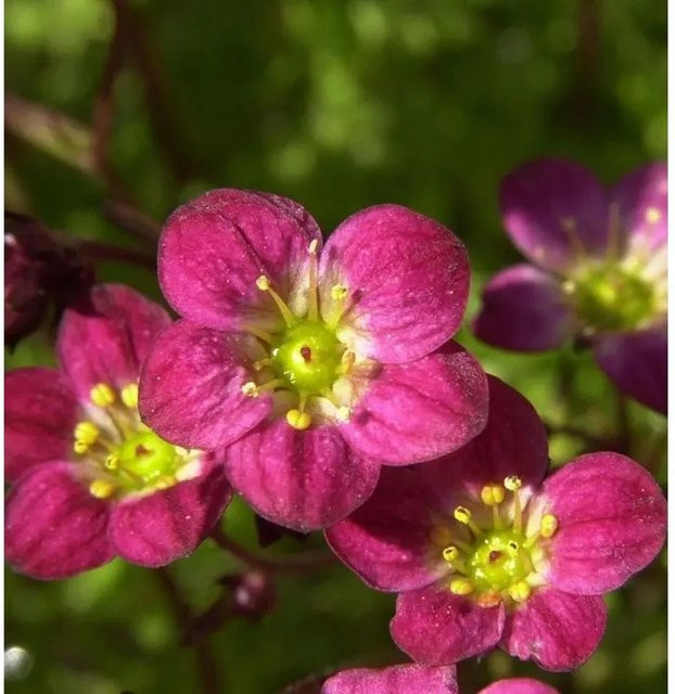 Moossteinbrech Blütenteppich Saxifraga arendsii als Bodendecker für Beeteinfassungen und Grabbepflanzung - Bild 1