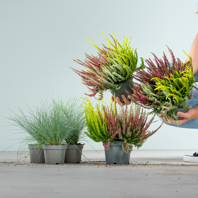 BLUME2000 Knospenheide Trio und Blauschwingel Mix Set, 6 Stück für Balkon und Beete - Bild 1