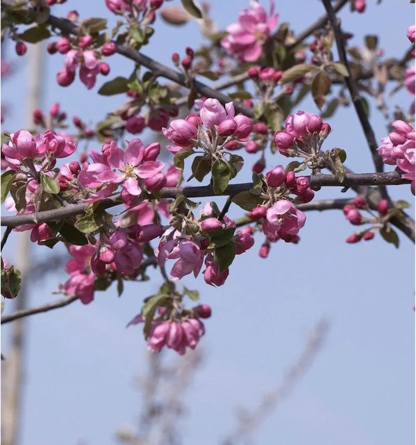Zierapfel Dark Rosaleen Malus Hybride mit pinken und roten Blüten, Höhe: 60-80 cm - Bild 1
