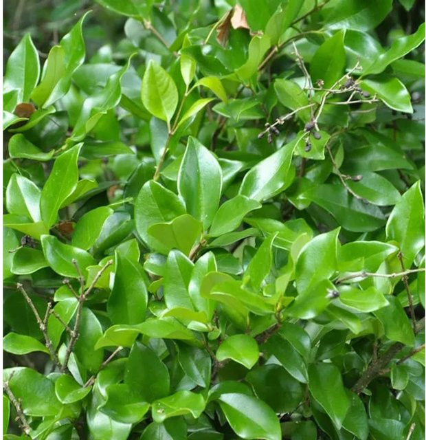 Japanischer Liguster Texanum als grüne Heckenpflanze von Nr-01.de, Höhe: 80-100 cm - Bild 1