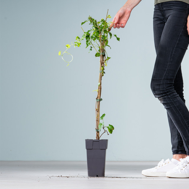 Flügelknöterich Fallopia baldschuanica von BLUME2000 als Kletterpflanze mit Blütezeit von Juli bis September - Bild 1