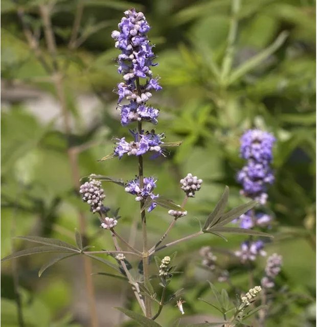 Mönchspfeffer Vitex agnus castus Strauch in Pink/Purple, Höhe: 80-100 cm von Die Nr-01.de - Bild 1