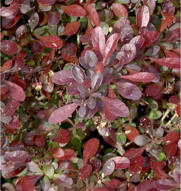 Rote Zwergberberitze Berberis Atropurpurea in Rot und Purpur als Heckenpflanze (Höhe: 25-30 cm) - Bild 1