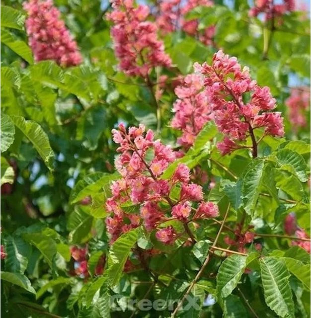 Fleischrote Rosskastanie Aesculus carnea, Höhe: 80-100 cm, rot - Bild 1