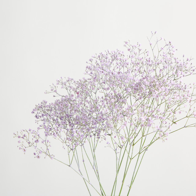 Blume2000 Lila Schleierkraut Gypsophila Single Stem - Bild 1