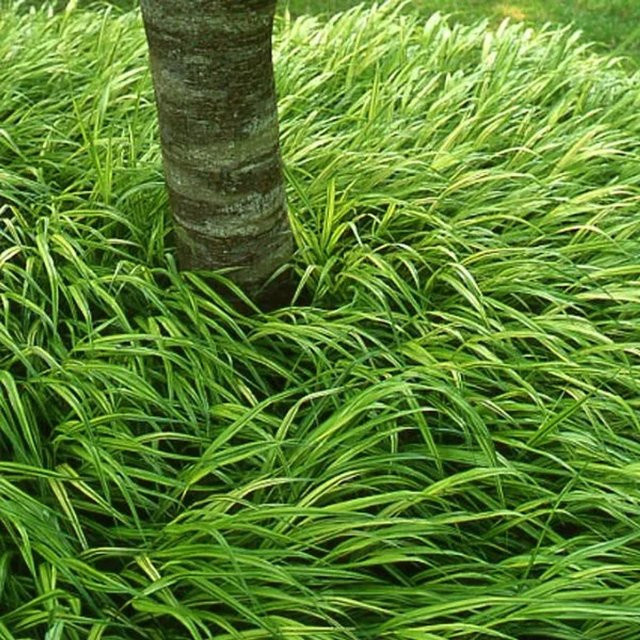 6er Set Arborix Japanisches Berggras Hakonechloa macra als mehrjährige Zierpflanze im 9cm Topf - Bild 1