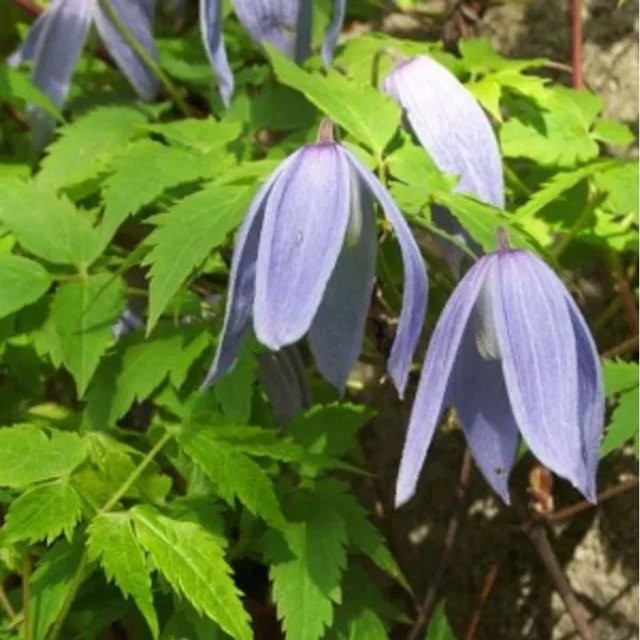 Arborix Clematis alpina Alpen-Waldrebe mit blauen Glockenblüten im Container, Höhe: 55 cm - Bild 1