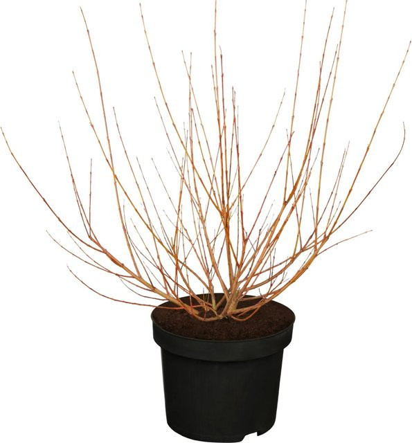 GROW by OBI Hakuro Nishiki Weidenstrauch Salix mit Topf, Höhe: 30 - 40 cm, Topfgröße: 3,5 l - Bild 1