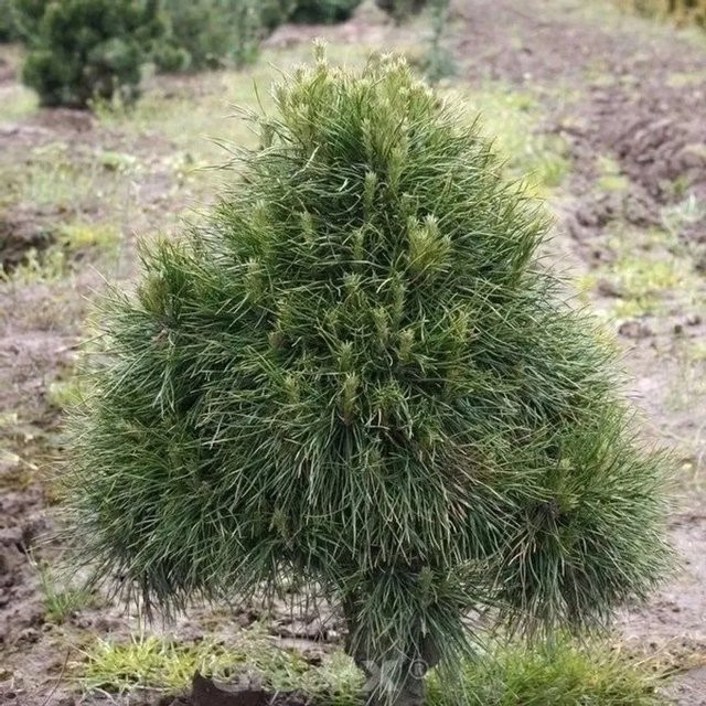 Kugelige Zwerg Kiefer Globosa Viridis Pinus sylvestris, Farbe: Grün, Höhe: 80-100 cm - Bild 1