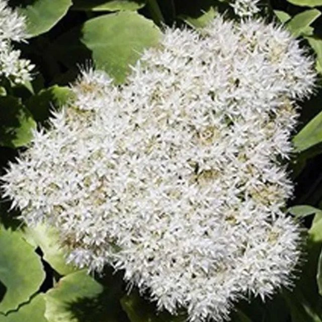 6er Set Arborix Fettblatt Iceberg Sedum spectabile als pflegeleichte Herbstblüherin im 9cm Topf - Bild 1