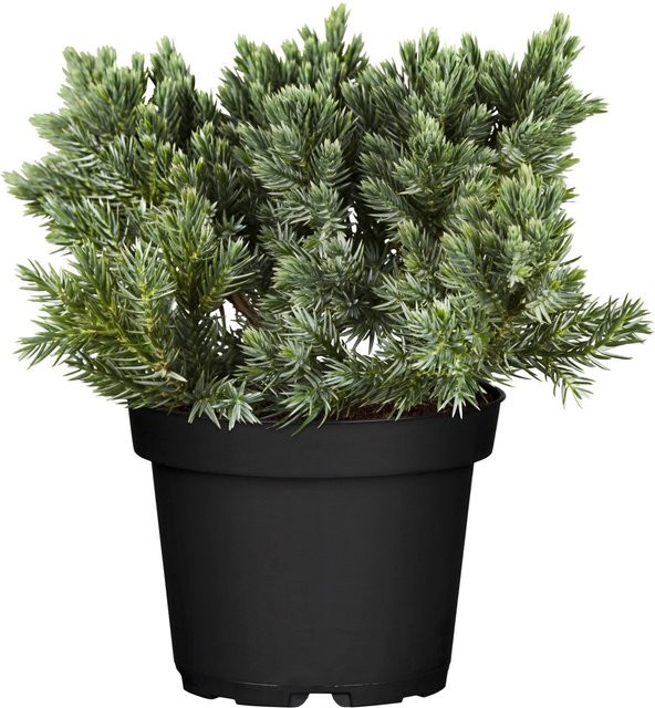 OBI Zwerg-Wacholder Blue Star Juniperus squamata in Topf, Höhe: 10 - 20 cm - Bild 1