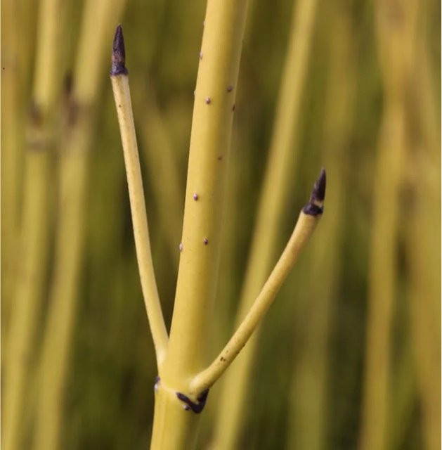 Gelber Hartriegel Cornus stolonifera Strauch von Nr-01.de, Höhe: 100-125 cm - Bild 1