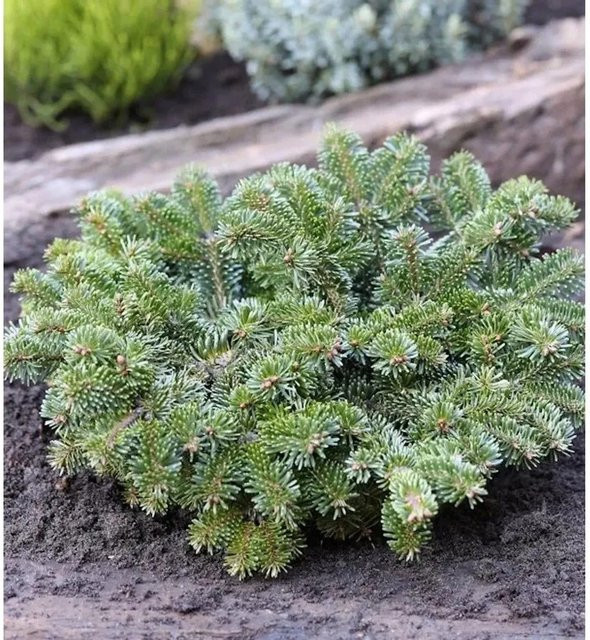 Zwerg Nordmannstanne Abies nordmanniana Starkers Dwarf, grün, Höhe: 35 cm - Bild 1