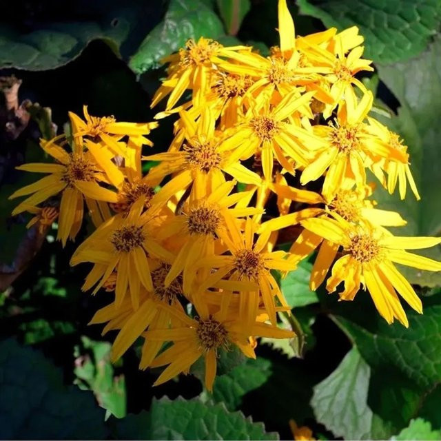 Ligularia dentata Purpur Greiskraut von Nr-01.de als mehrjährige Zierpflanze für Uferzonen und Gehölzränder - Bild 1