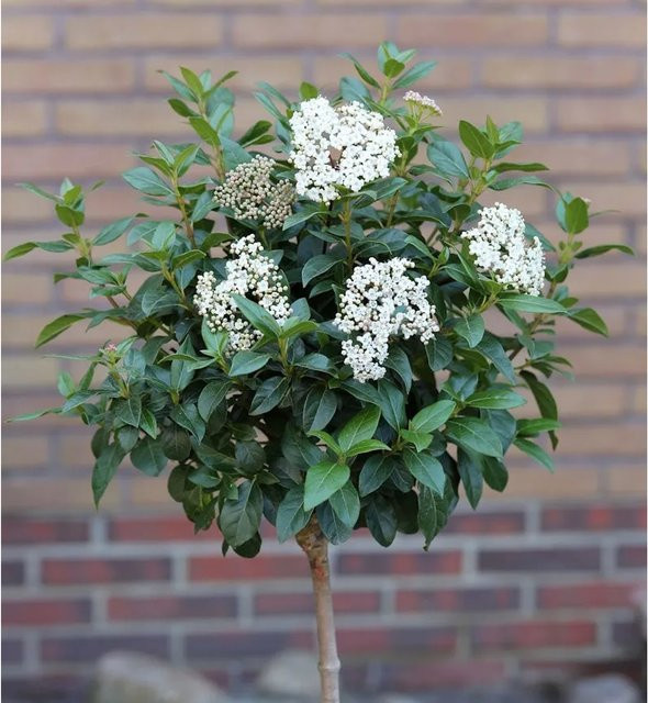 Nr-01.de Mittelmeer-Schneeball Viburnum tinus als Hochstamm, pflegeleichter Zierstrauch für Garten und Kübel, weiß-grün blühend, Höhe: 60-80 cm - Bild 1