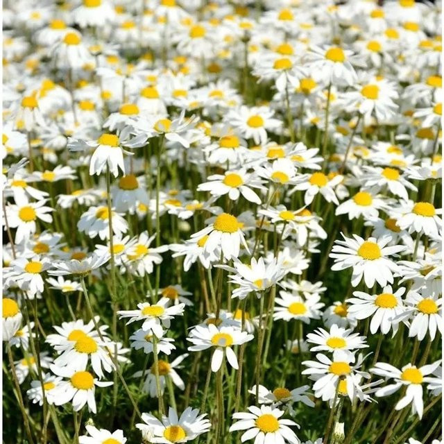 Anthemis carpatica Hundskamille Karpartenschnee weiße Staude als Bodendecker - Bild 1