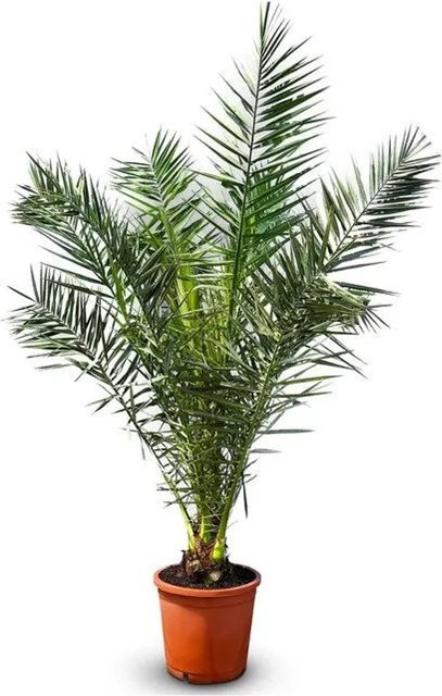 Sunny-Tree Kanarische Dattelpalme Phoenix Canariensis, grün, Höhe: 180 cm - Bild 1