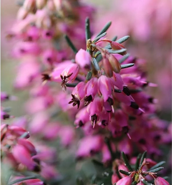 10x Winterheide Lohses Rubin Erica carnea in Pink - Bild 1