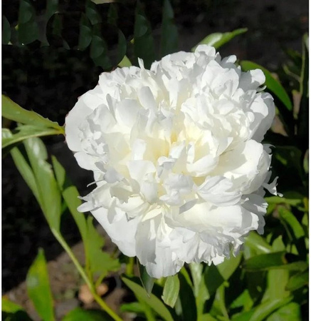 Edelpfingstrose Bowl of Cream Paeonia actiflora in Weiß/Creme als mehrjährige Gartenpflanze