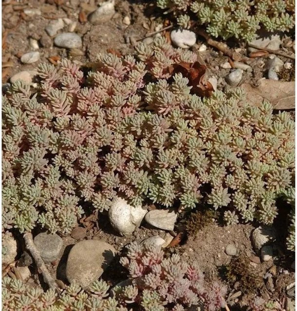 Spanischer Mauerpfeffer Sedum hispanicum als mehrjährige Gartenpflanze in Rot und Grün von Nr-01.de - Bild 1