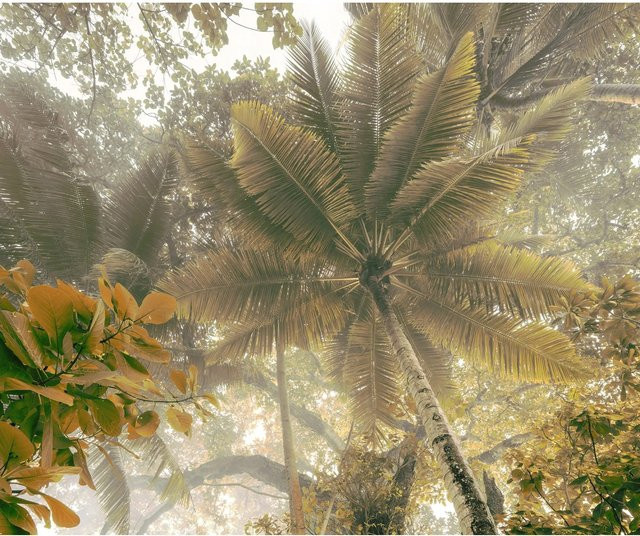 Komar Fototapete Palms Panorama in Grün aus Qualitätsvlies, B: 300 cm, H: 250 cm - Bild 1