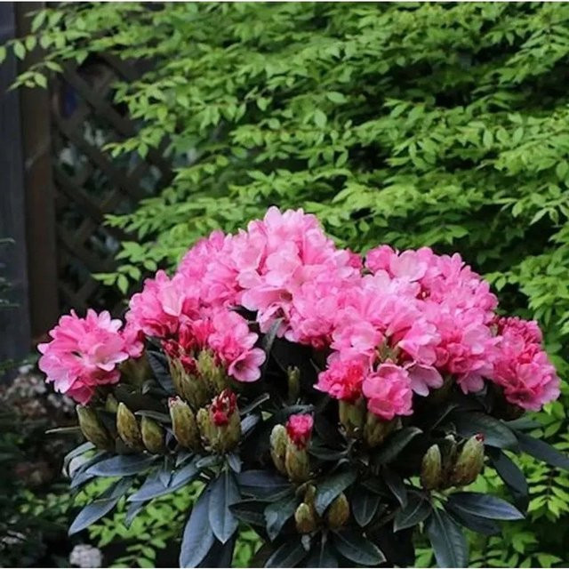 Rhododendron williamsianum Clivia Hochstamm von Nr-01.de, Höhe: 80-100 cm - Bild 1