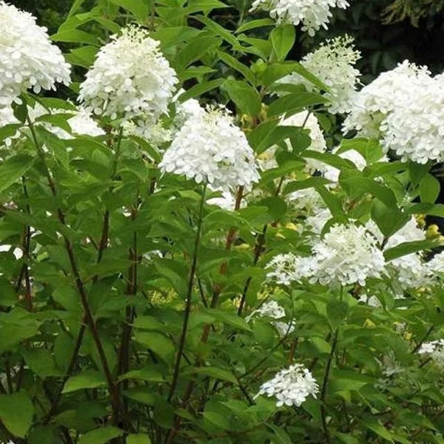 Arborix Rispenhortensie Grandiflora Hydrangea paniculata im Container, weiß und rosa Blütenrispen, Höhe: 40 bis 50 cm - Bild 1