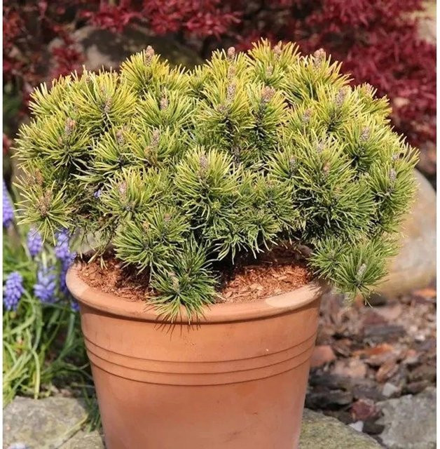 Wintergelbe Zwergbergkiefer Pinus mugo von Nr-01.de in Gelb und Grün, Höhe: 60-70 cm - Bild 1