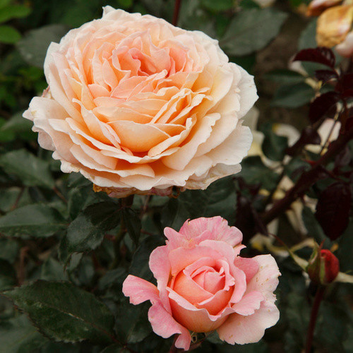 KORDES ROSEN Edelrose Grossherzogin Luise in Rosa mit apricotfarbenen gefüllten Blüten - Bild 3