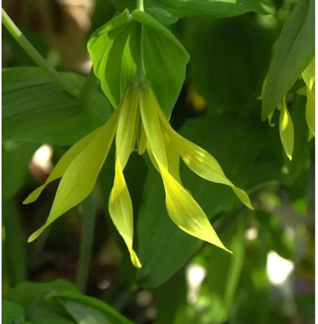 Trauerglocke Uvularia sessilifolia als mehrjährige Pflanze von Nr-01.de - Bild 1
