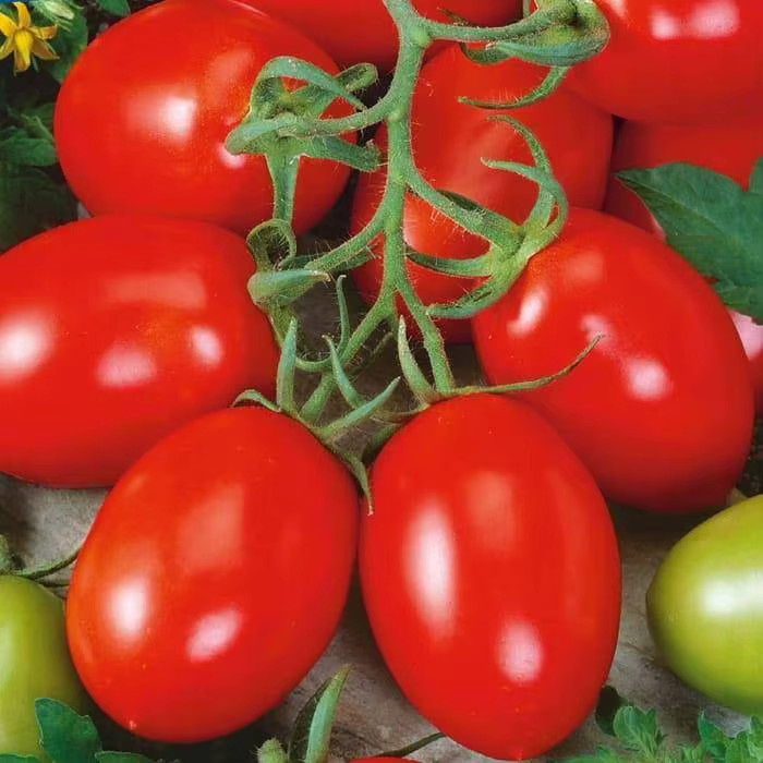 Toraf Tomatensamen RIO GRANDE 0,5 g - Bild 2