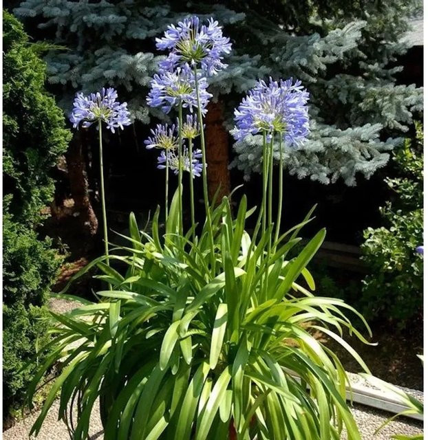 Agapanthus africanus Liebesblume Schmucklilie in weiß im Topf von Nr-01.de - Bild 1