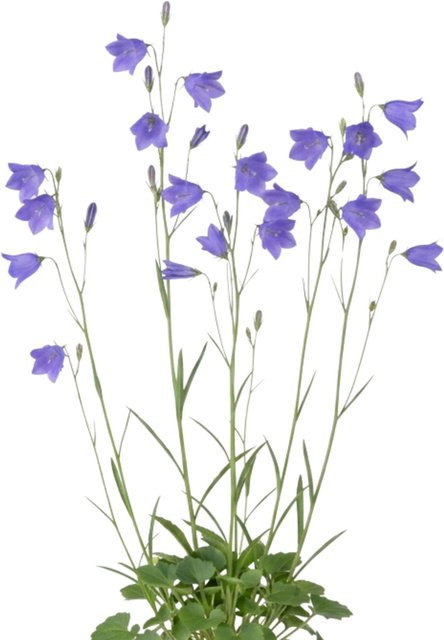 LaCaTho Blaue Glockenblume Samen Campanula Wildstaude 2000 Stück - Bild 1