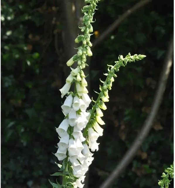Fingerhut Digitalis purpurea Snow als weiße Schnittblume für den Garten - Bild 1