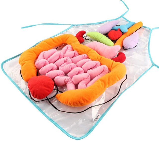 Toys-Glory Fourall 3D-Organ-Schürze, Anatomie-Schürze, pädagogisches Spielzeug - Bild 1