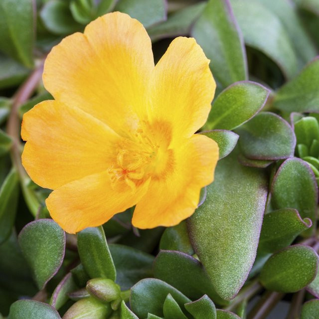 Gelbes Portulakröschen Portulaca als Beetpflanze für Balkon und Garten von Mein schöner Garten Shop - Bild 1