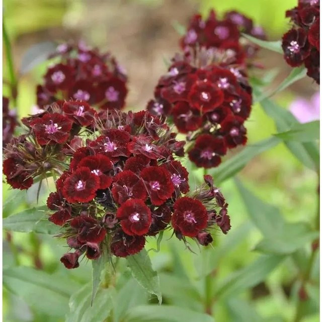 Bartnelke Nigrescens Dianthus barbatus als mehrjährige Schnittblume für den Garten von Nr-01.de - Bild 1