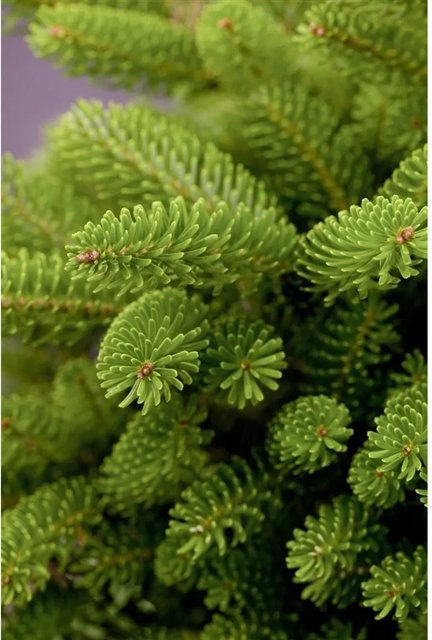 Abies Koreana Molli Koreanische Tanne Kompakt von Pflanzen für dich, Höhe: 20–30 cm - Bild 1