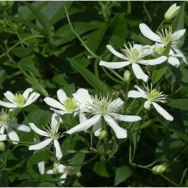 Clematis recta Staudenclematis Grandiflora für den Garten - Bild 1