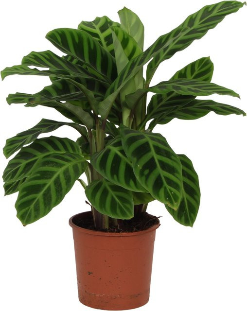 GROW by OBI Calathea Zebrina Zimmerpflanze, Höhe: 50-55 cm, Topf-Durchmesser: 14 cm - Bild 1